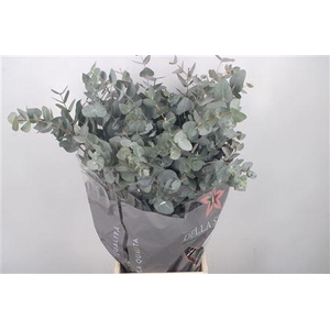 Euc Cinerea Per Bunch 400 Gram