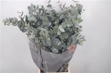 Euc Cinerea Per Bunch 400 Gram