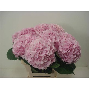 Hydr M Ch Verena Rose 60 Cm