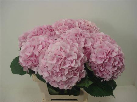 <h4>Hydr M Ch Verena Rose 60 Cm</h4>