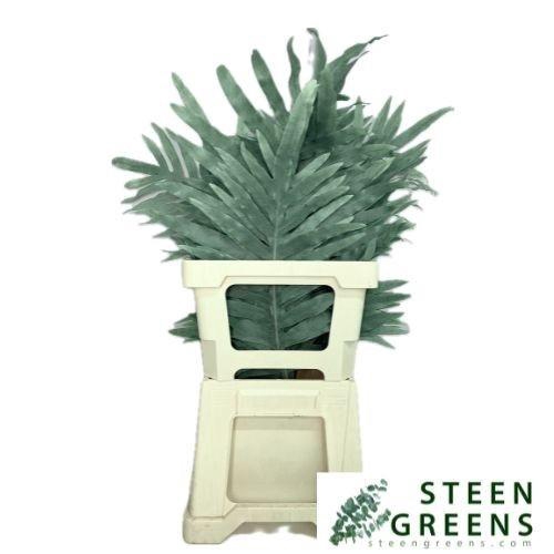 <h4>Cyrtomium ( Blauwvaren)</h4>