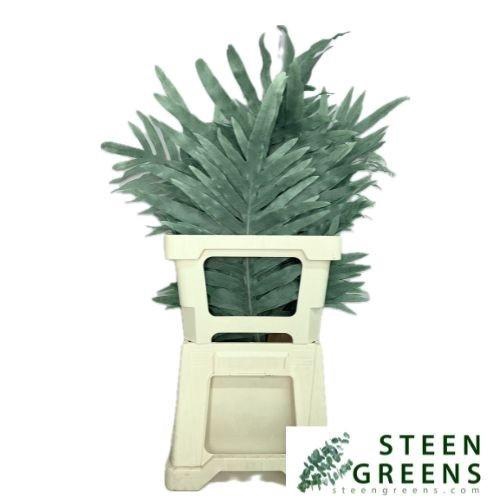 <h4>Cyrtomium ( Blauwvaren) 65 Cm</h4>