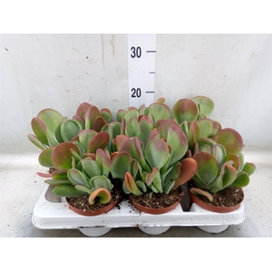 Kalanchoe NF   ...