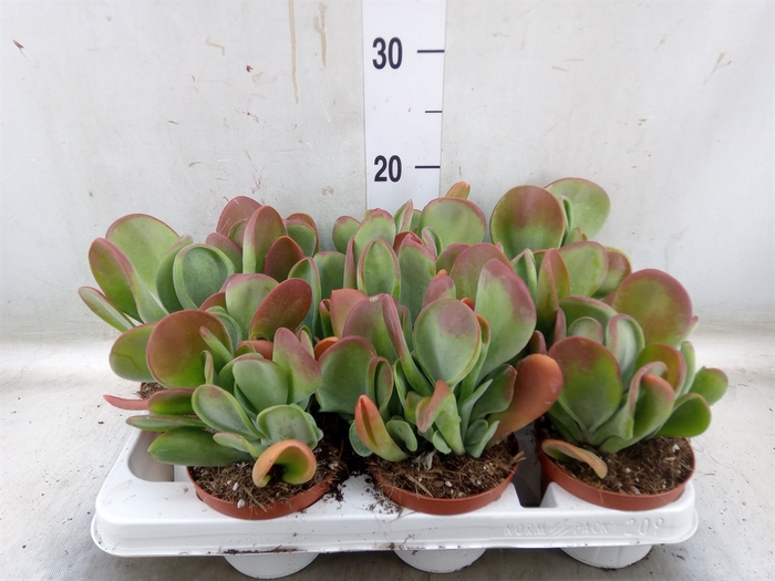 <h4>Kalanchoe NF   ...</h4>