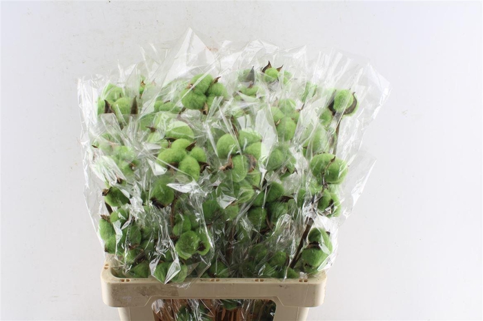 <h4>Katoen Dark Green</h4>