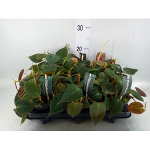 Philodendron scand. subsp. micans