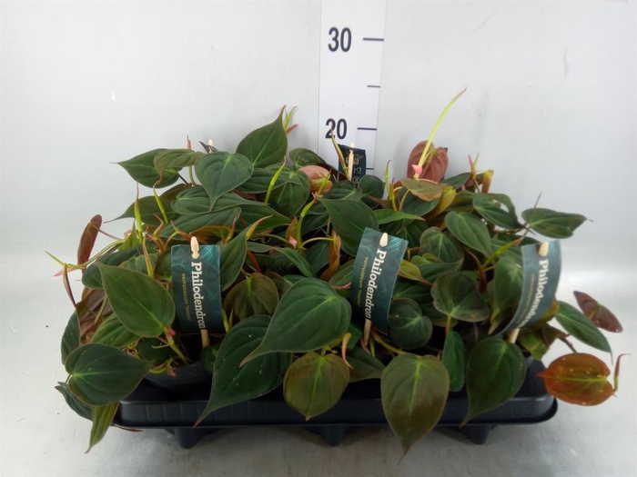 <h4>Philodendron scand. subsp. micans</h4>