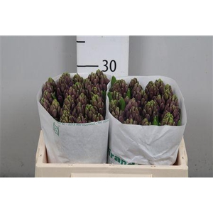 Hyac Purple Sensatio