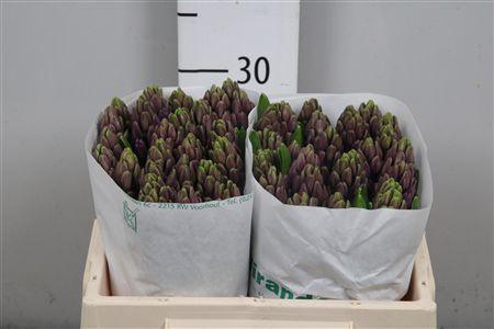 <h4>Hyac Purple Sensatio</h4>