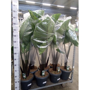 Alocasia   ...