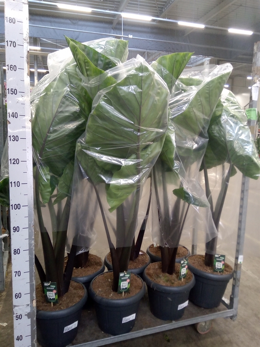 <h4>Alocasia   ...</h4>
