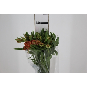 ALSTROEMERIA MOTION 080 CM LARANJA