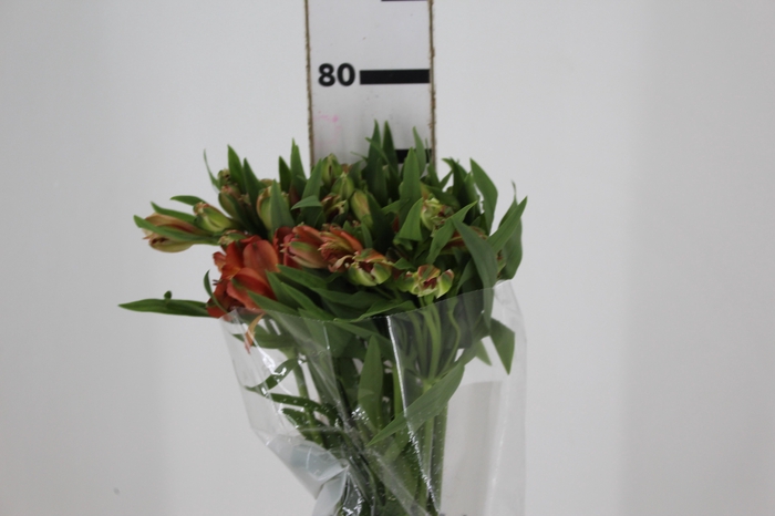<h4>ALSTROEMERIA MOTION 080 CM LARANJA</h4>