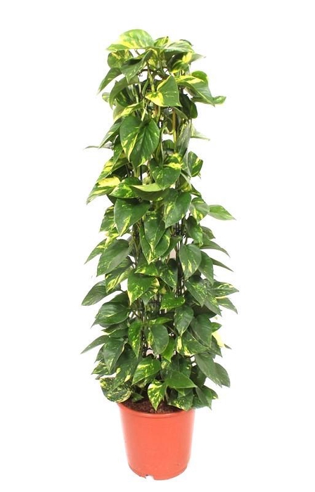 <h4>Epipremnum Aureum</h4>