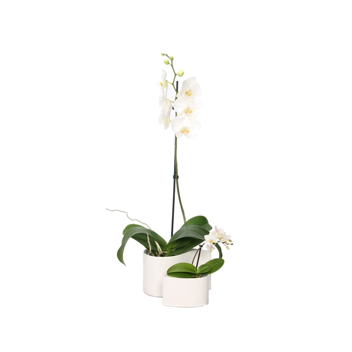 <h4>Yin Keramiek Phal Wit 1T+ Tiny Dolls 1T</h4>