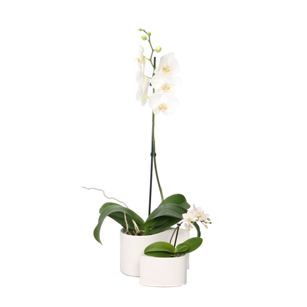 Yin Keramiek Phal Wit 1T+ Tiny Dolls 1T