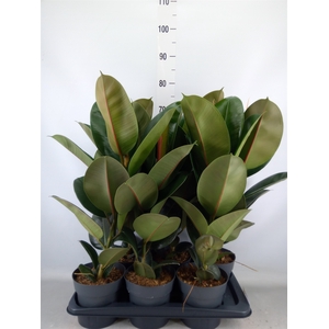Ficus elastica 'Robusta'