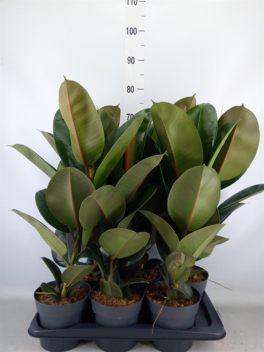 <h4>Ficus elastica 'Robusta'</h4>