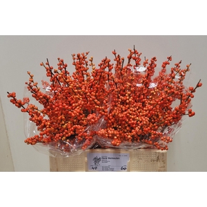 ILEX VE OUDIJ ORANGE