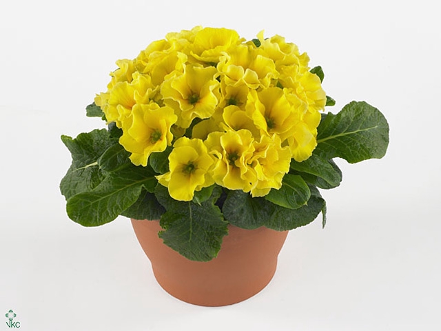 PRIM AC ROSAN YEL SH