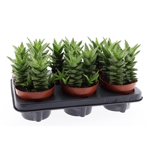Aloe squarrosa