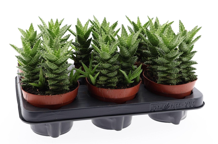 <h4>Aloe squarrosa</h4>
