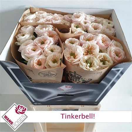 <h4>R Gr Bu Tinkerbell</h4>