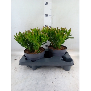 Crassula ovata 'Gollum'