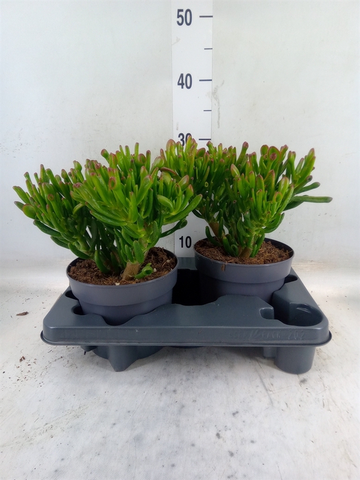<h4>Crassula ovata 'Gollum'</h4>
