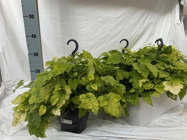 <h4>TOLMIEA M VARIEGATA</h4>