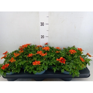 Bidens fer. 'Solaire Horizon'