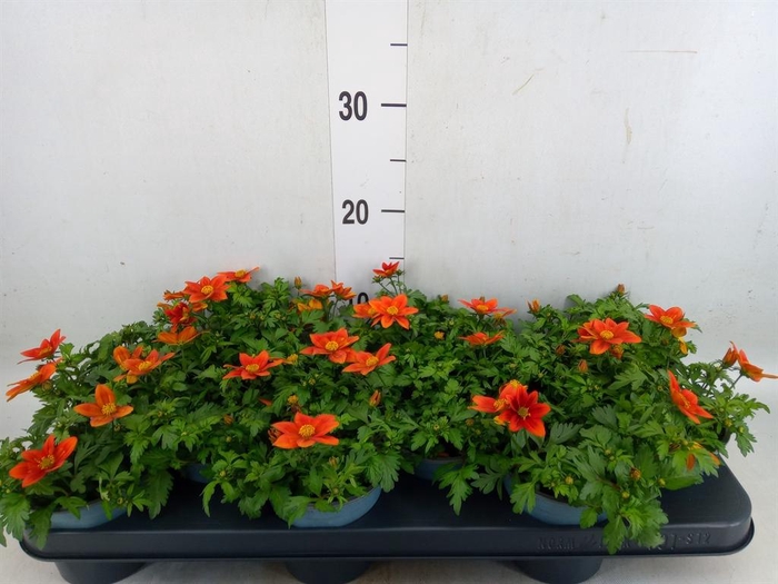 <h4>Bidens fer. 'Solaire Horizon'</h4>