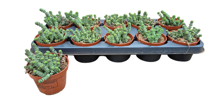 <h4>CRASS MARNIERIANA</h4>