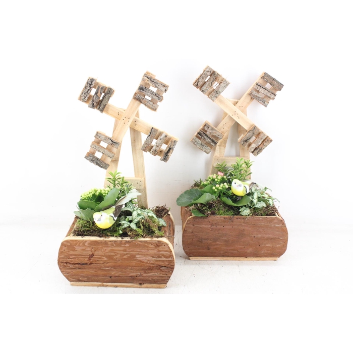 <h4>Arr2 Td - Hout Molen 338/3 - Roze/wit</h4>