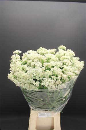 <h4>Ozo Rice Flower Wit</h4>