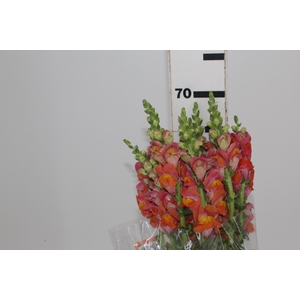 BOCA DE LEAO POTOMAC DARK ORANGE 070 CM