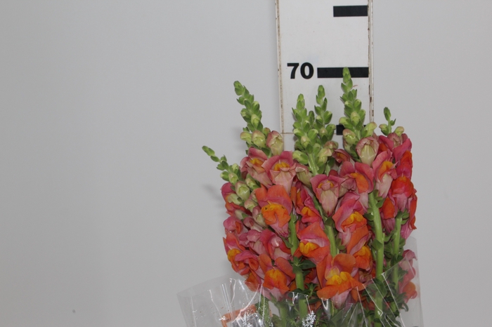 <h4>BOCA DE LEAO POTOMAC DARK ORANGE 070 CM</h4>