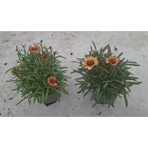 Coreopsis verticillata mix