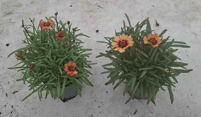 <h4>Coreopsis verticillata mix</h4>