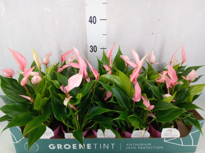 <h4>Anthurium andr. 'Lilli'</h4>