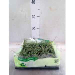 Pilea glaucophylla 'Greyzy'