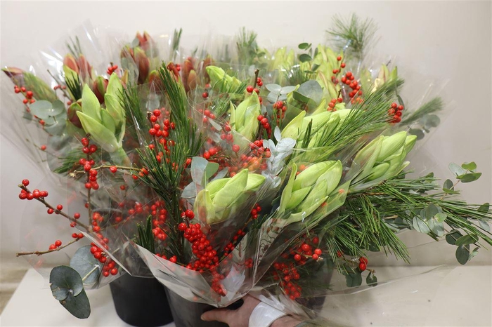 <h4>Amarylis Strauss</h4>