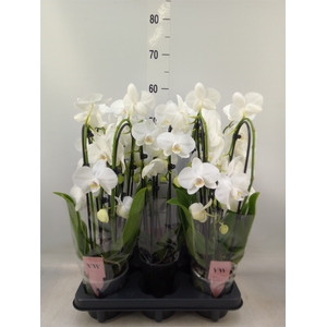 Phalaenopsis   ...white