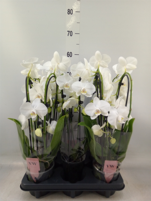 <h4>Phalaenopsis   ...white</h4>