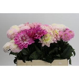 Dahlia mixed bunch