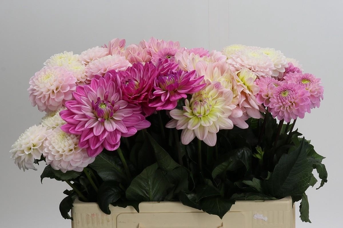 <h4>Dahlia mixed bunch</h4>