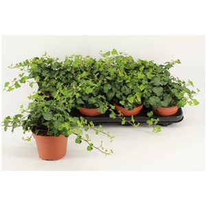 Hedera helix Wonder 12Ø 15cm 15cm