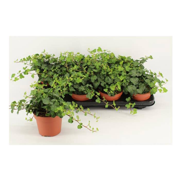 <h4>Hedera helix Wonder 12Ø 15cm 15cm</h4>