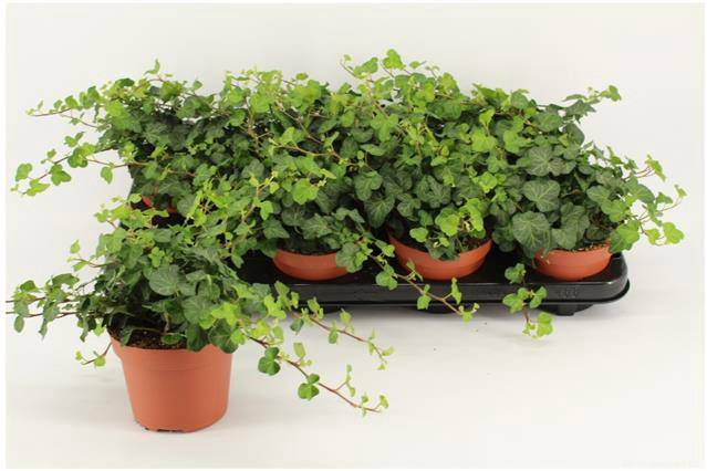 <h4>HEDERA WONDER P12</h4>