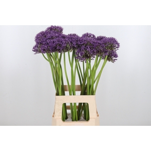 Allium Jackpot